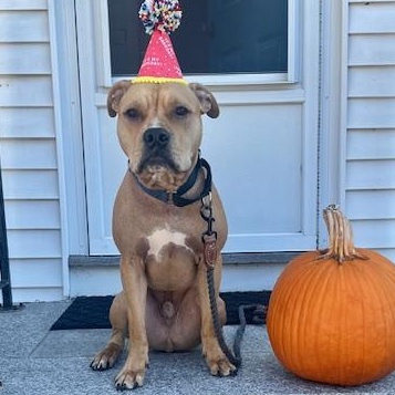 Zeus (Courtesy Post. Needs Home Without Pets. Great with People. No adoption fee), ADOPTABLE, Young Male American Staffordshire Terrier & Pit Bull Terrier.