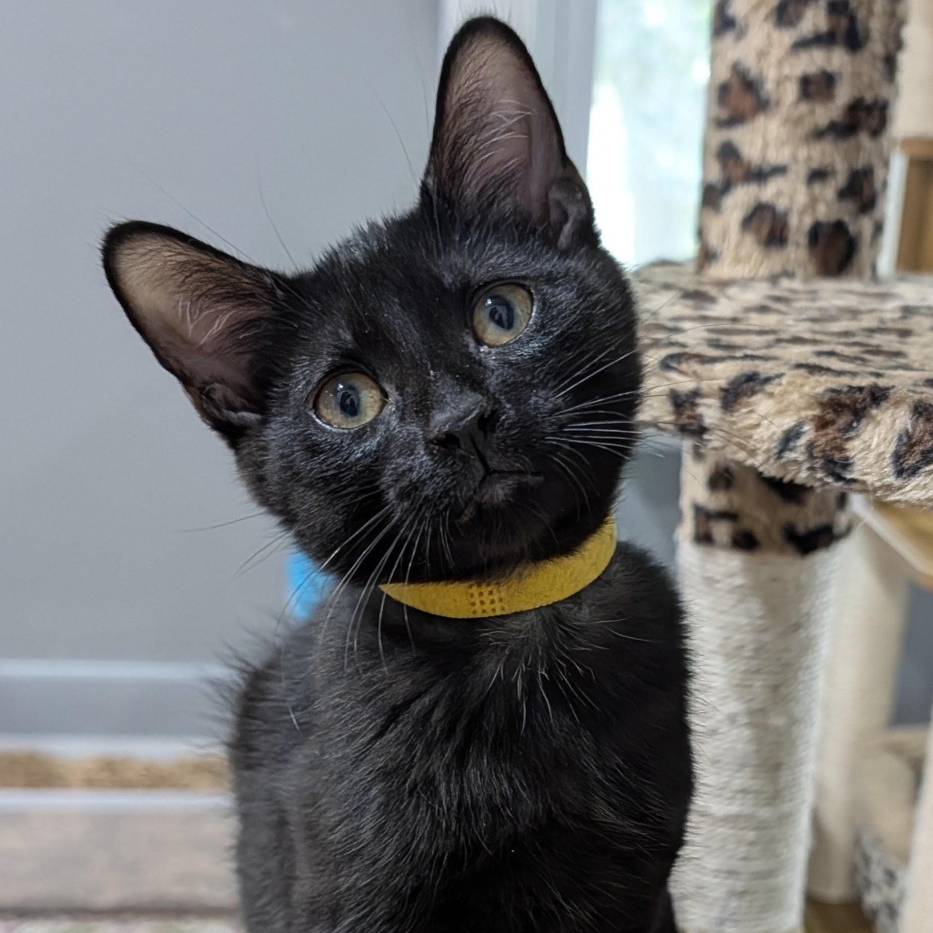 Enlarge Ferarro, a ADOPTABLE Domestic Short Hair in Honeoye, NY image 1/1