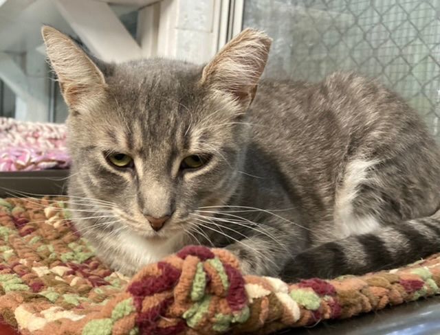 stripes, Adoptable, Adult Female Domestic Short Hair.