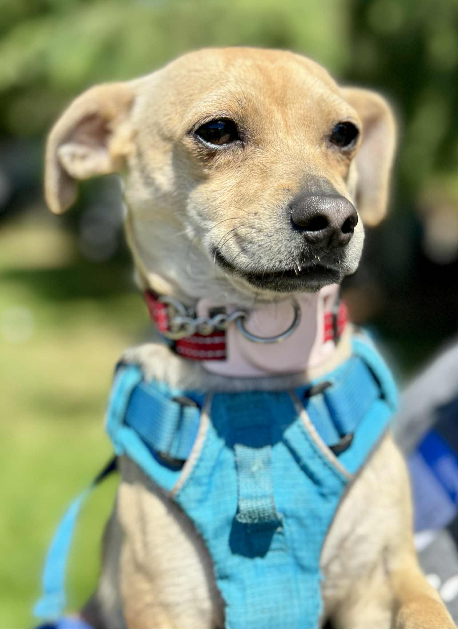 Marius Chihuahua Dog