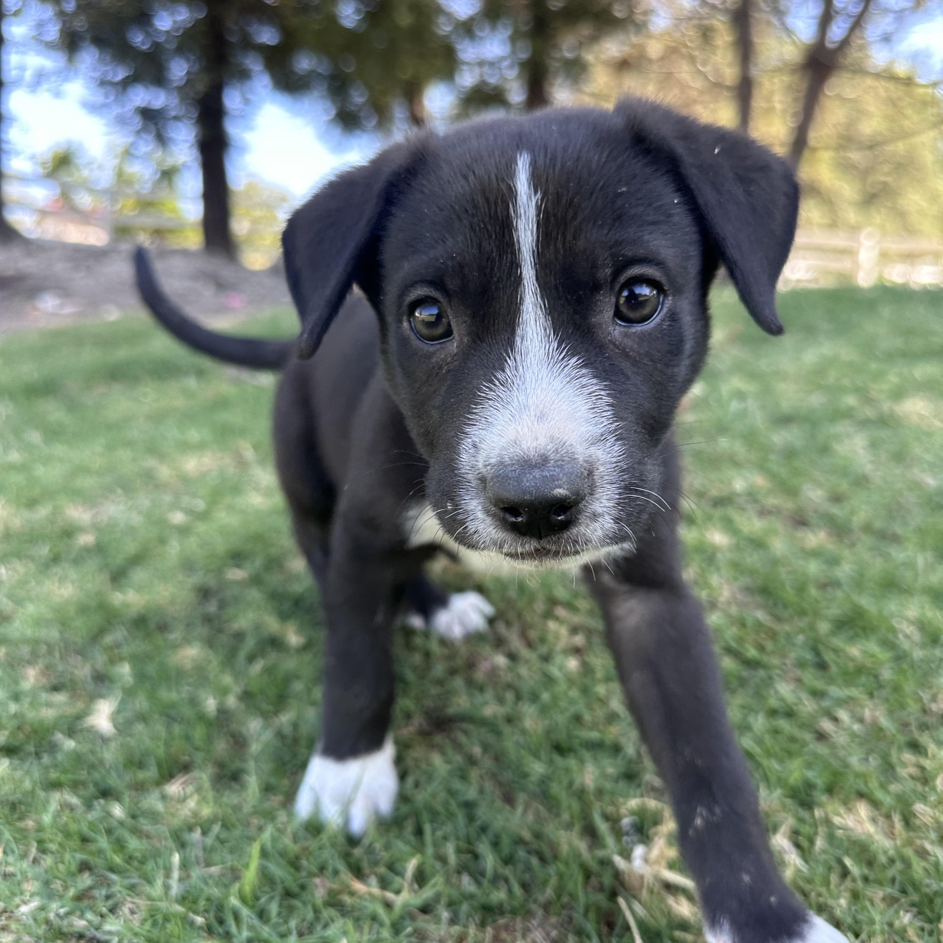 WEDNESDAY, ADOPTABLE, Puppy Female Border Collie & Great Pyrenees.