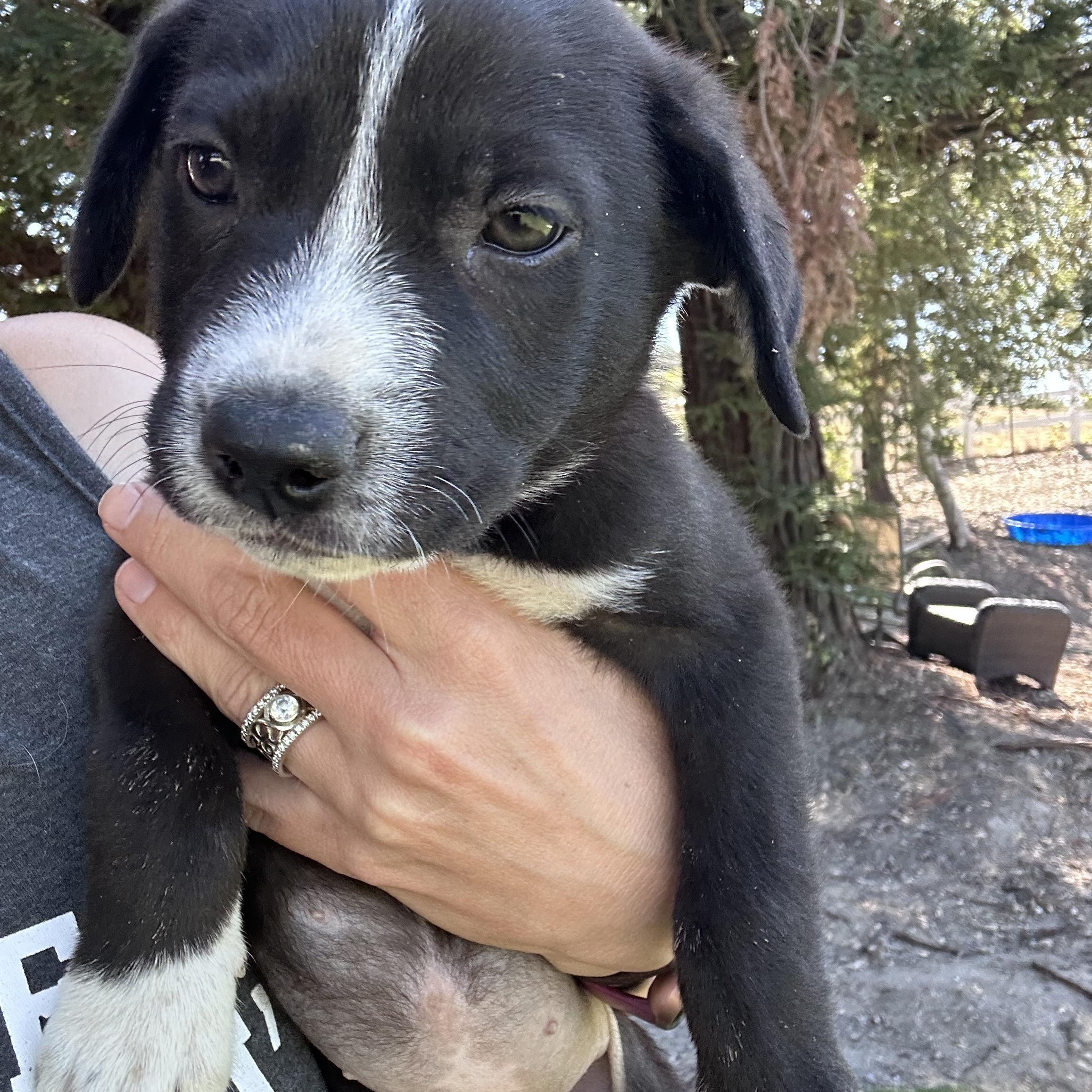WEDNESDAY, a ADOPTABLE mixed breed in Arroyo Grande, CA image 3/4