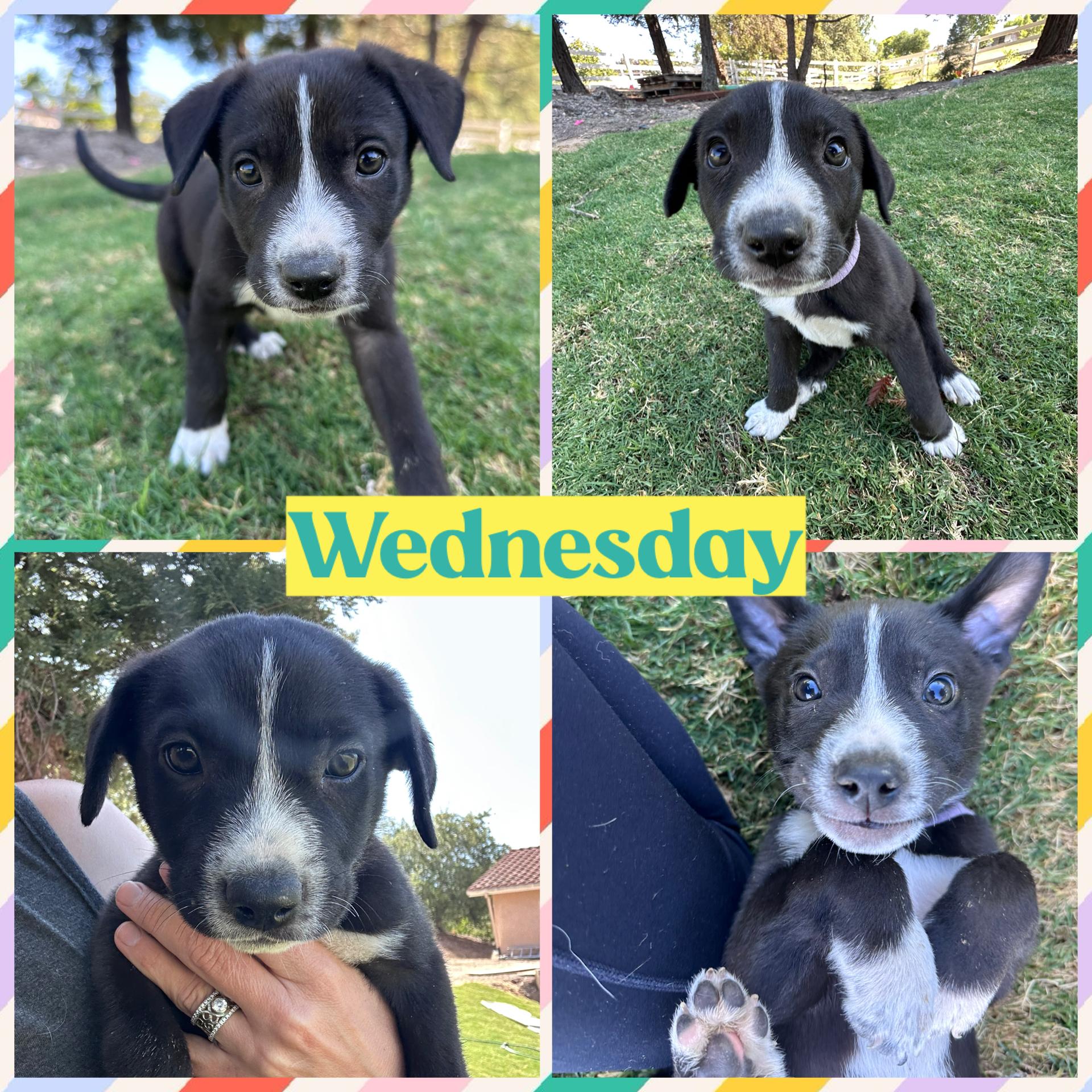 WEDNESDAY, a ADOPTABLE mixed breed in Arroyo Grande, CA image 2/4