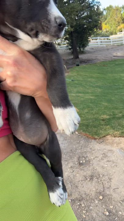 Enlarge WEDNESDAY, a ADOPTABLE mixed breed in Arroyo Grande, CA video 4/4