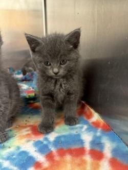 Enlarge Ash, an adopted Domestic Short Hair in Black River Falls, WI image 1/1