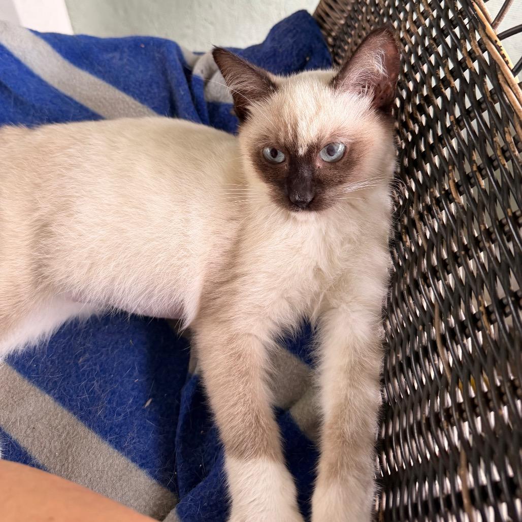 Little Miss, Adoptable, Kitten Female Siamese.