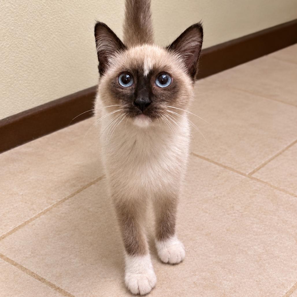 Enlarge Little Miss, a Adoptable Siamese in Volcano, HI image 2/6
