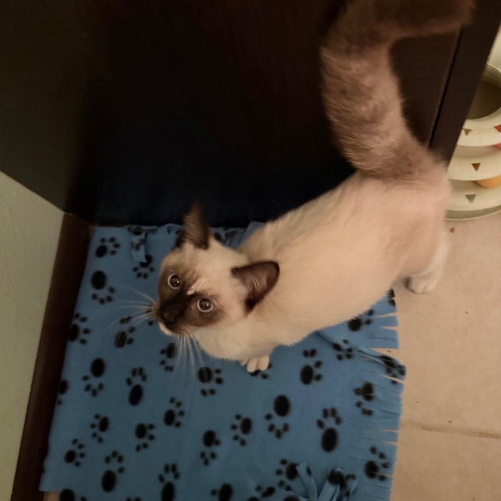 Enlarge Little Miss, a Adoptable Siamese in Volcano, HI image 3/6