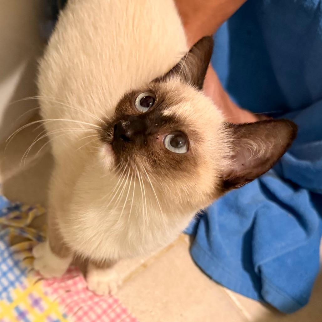 Enlarge Little Miss, a Adoptable Siamese in Volcano, HI image 4/6