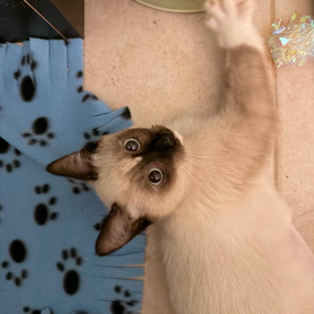 Enlarge Little Miss, a Adoptable Siamese in Volcano, HI image 5/6