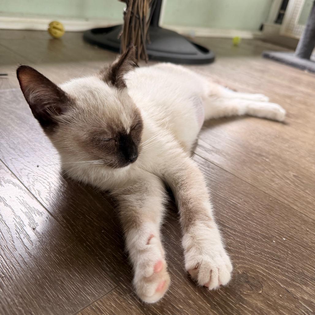 Enlarge Little Miss, a Adoptable Siamese in Volcano, HI image 6/6