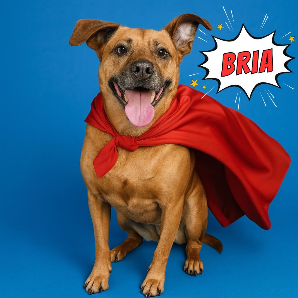 Bria 7973 — thumbnail 4