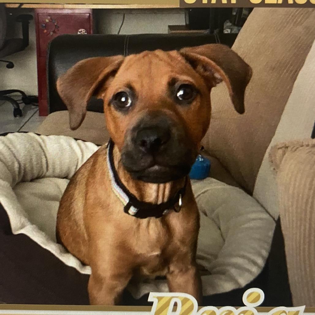 Bria 7973 — thumbnail 5