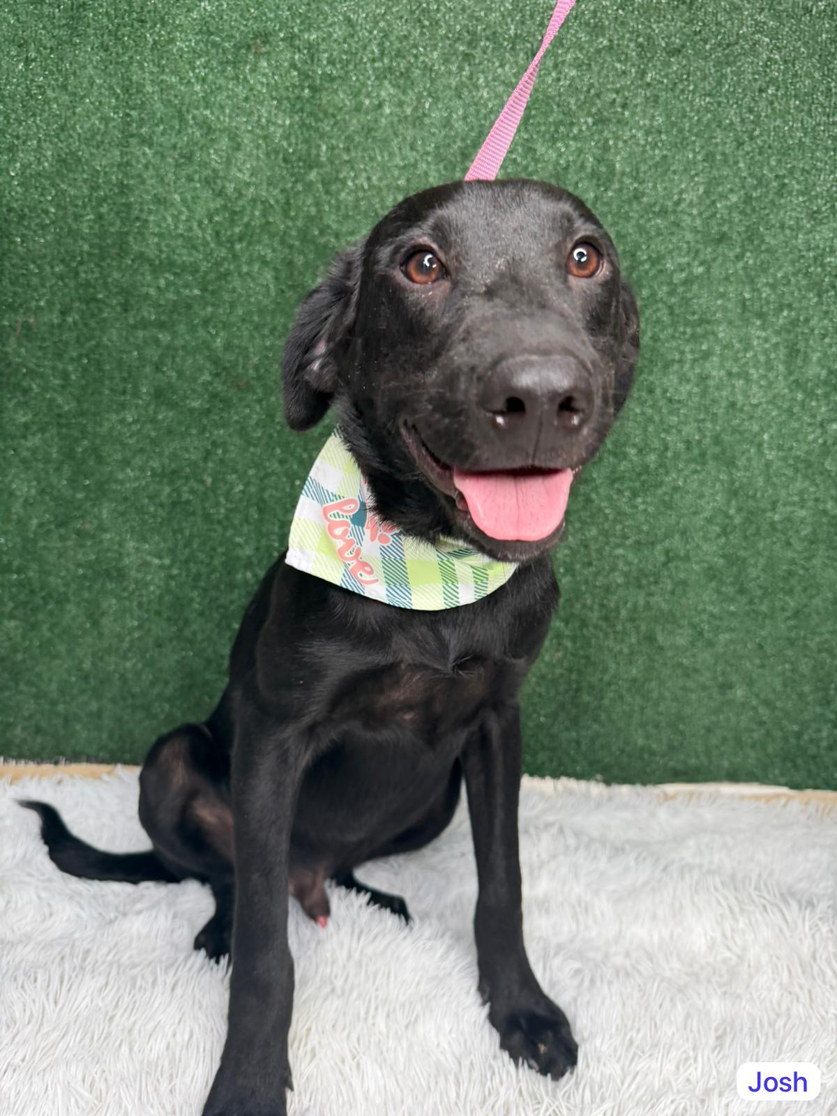 Josh, a ADOPTABLE mixed breed in Elwood, NJ image 2/4