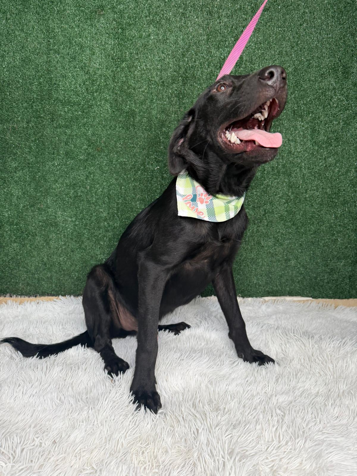 Josh, a ADOPTABLE mixed breed in Elwood, NJ image 3/4