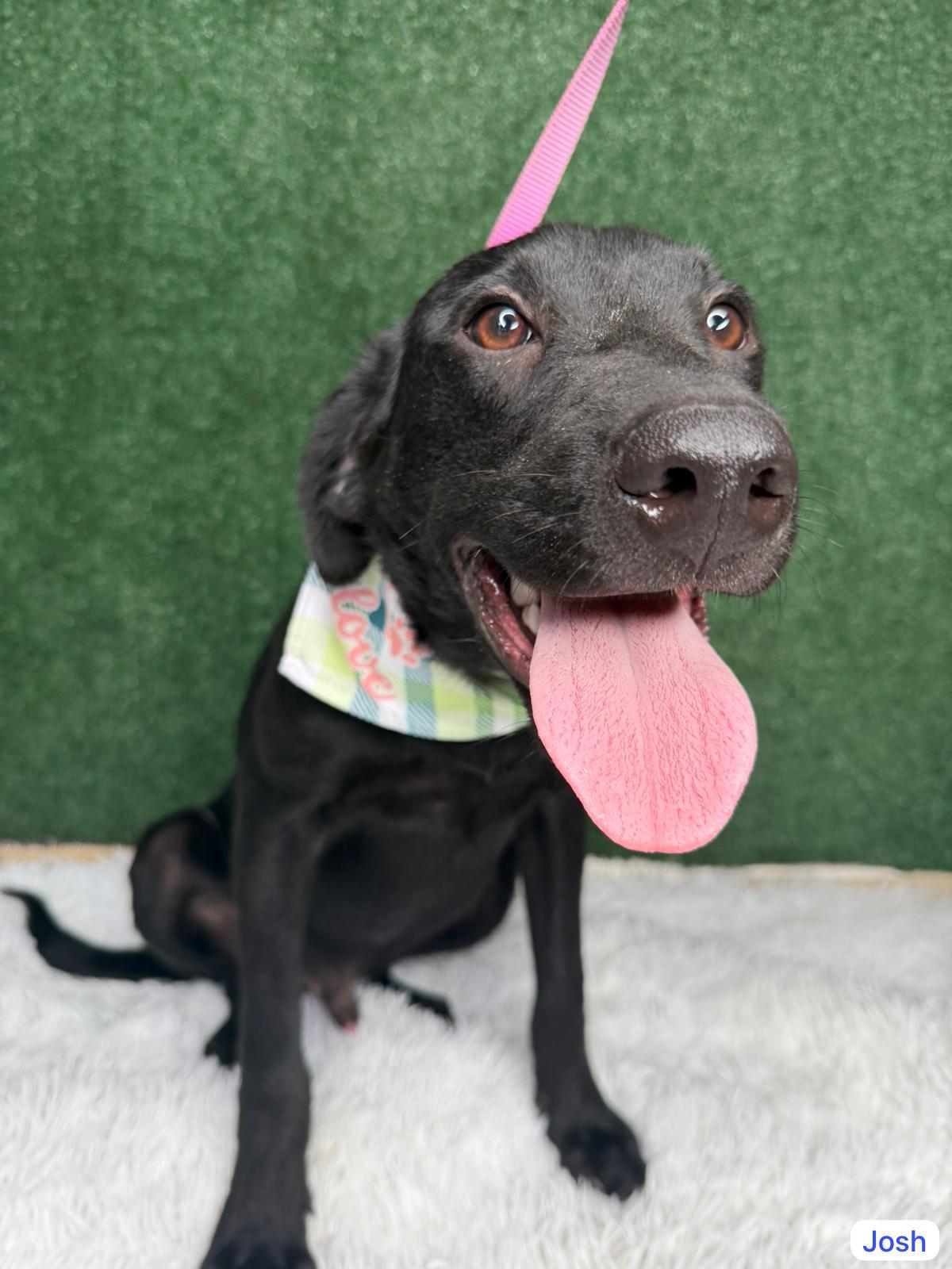 Josh, a ADOPTABLE mixed breed in Elwood, NJ image 1/4