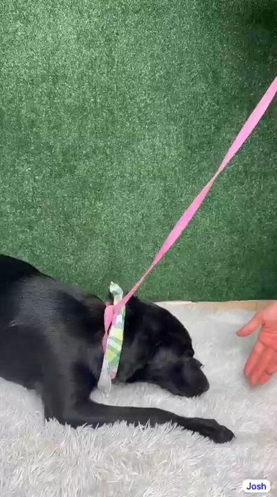 Enlarge Josh, a ADOPTABLE mixed breed in Elwood, NJ video 4/4