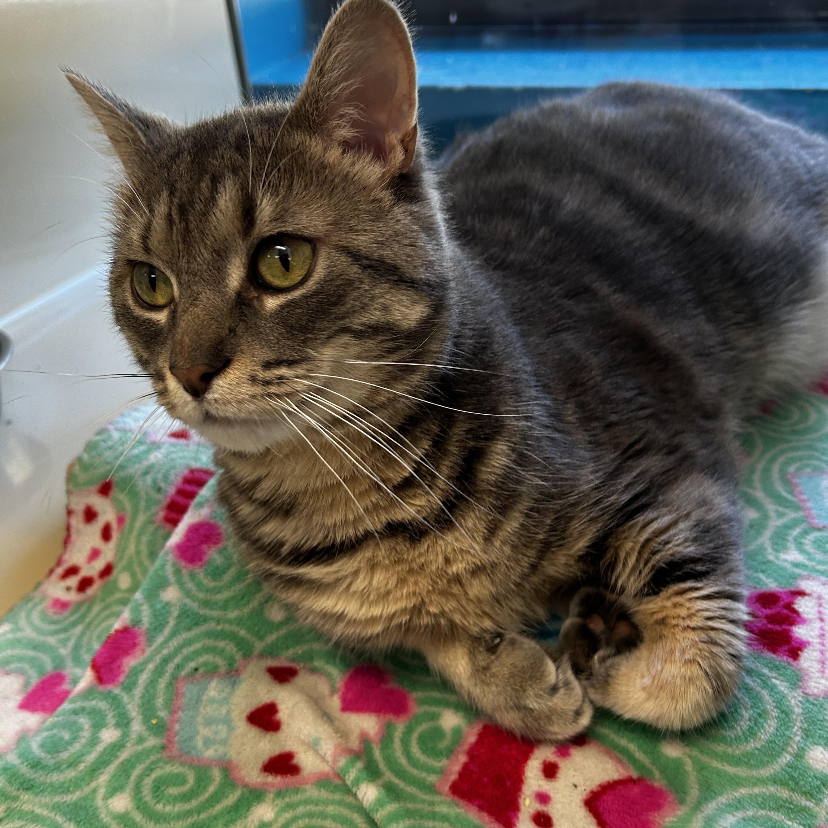 Enlarge Botas, a ADOPTABLE Domestic Short Hair in Bellaire, MI image 1/1