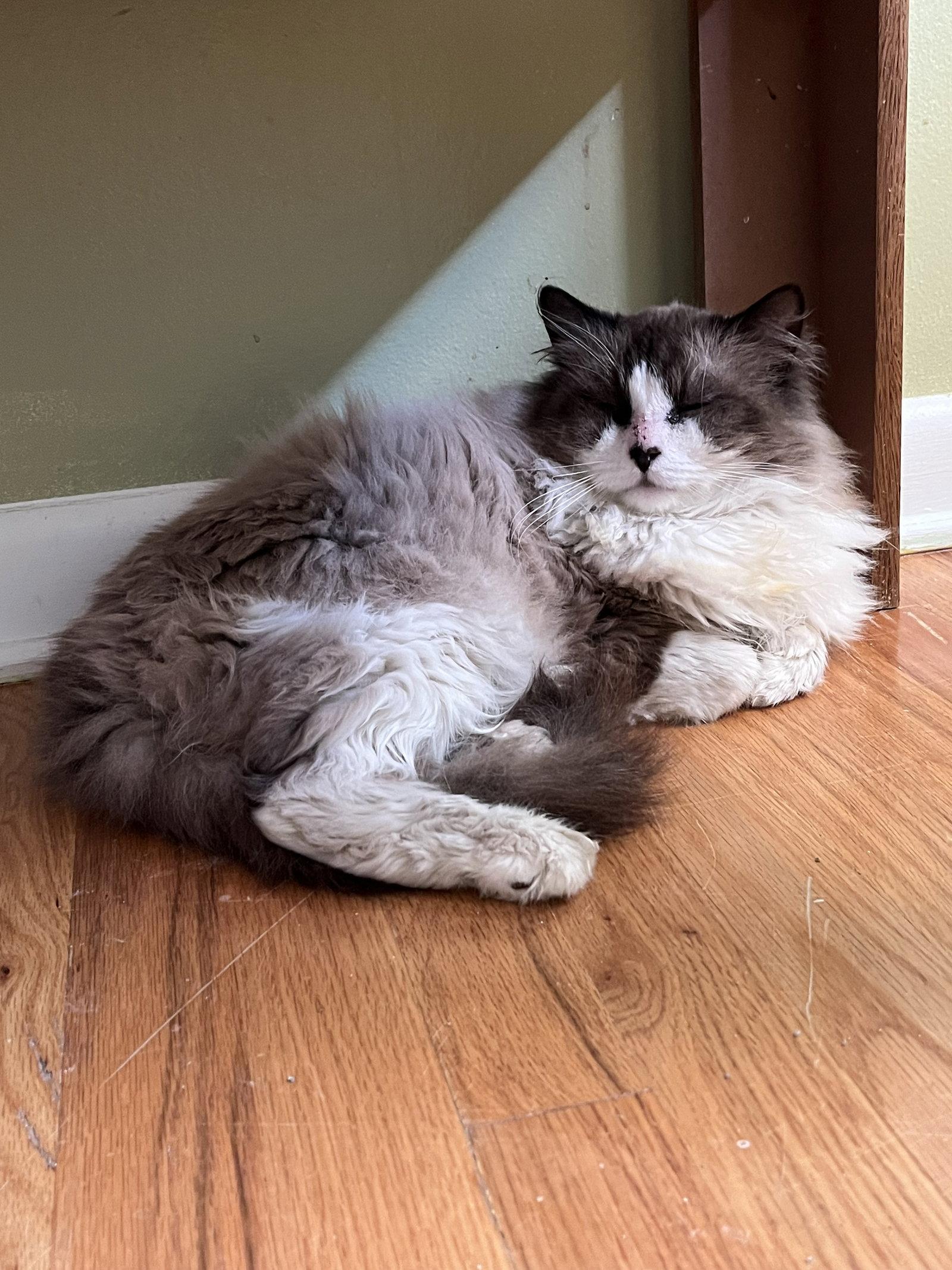 Arborvitae, a Adopted mixed breed in Aurora, CO image 2/3