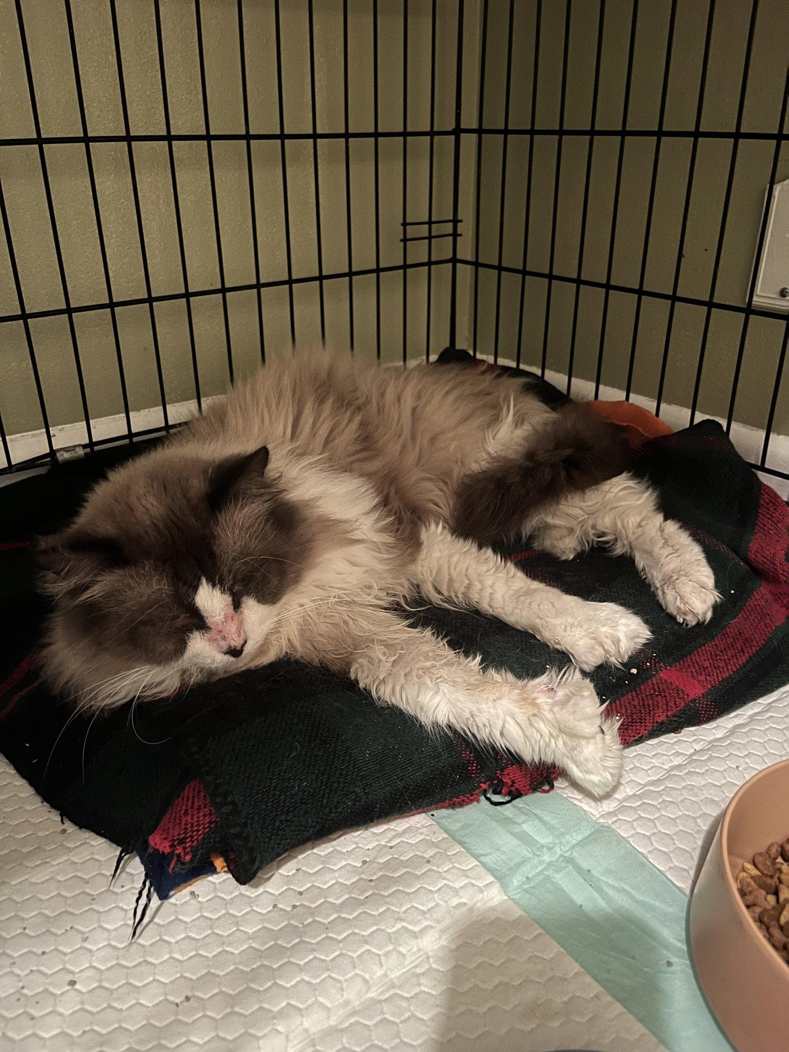 Arborvitae, a Adopted mixed breed in Aurora, CO image 3/3