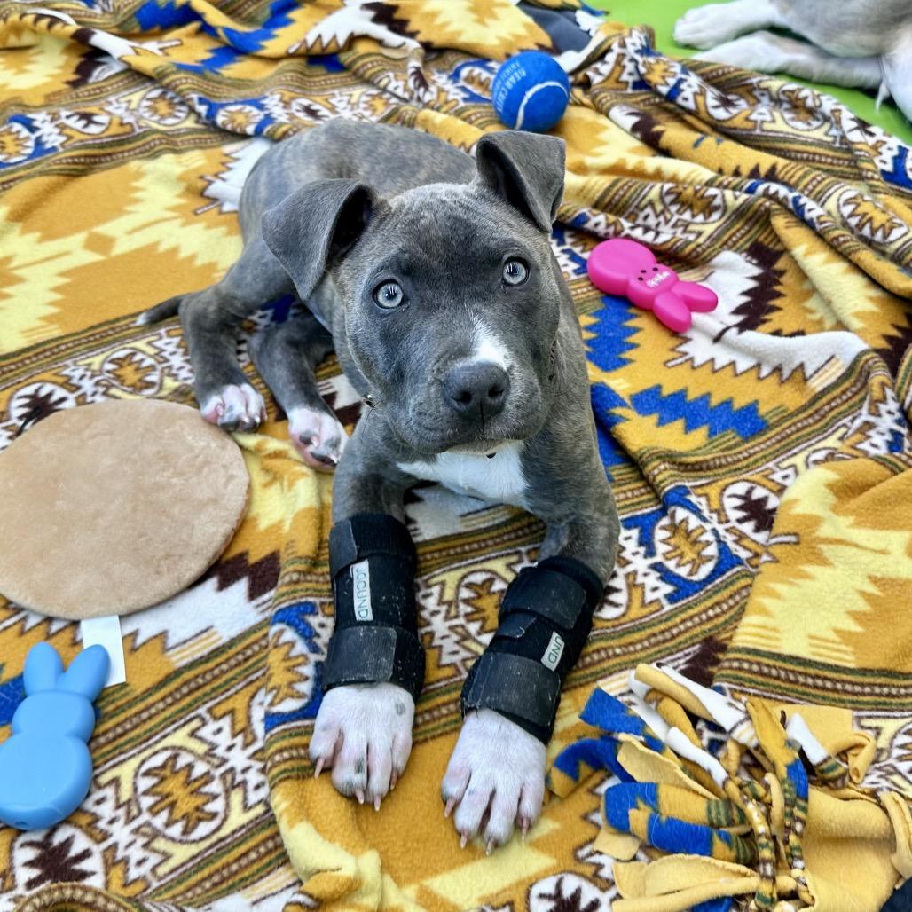 Blue Belle, Adoptable, Puppy Female Mixed Breed & Mixed Breed.