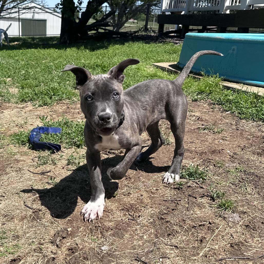 Enlarge Blue Belle, a Adoptable mixed breed in St. Charles, MO image 2/2