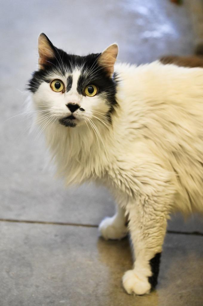 Jaden, Adoptable, Senior Male Domestic Medium Hair.