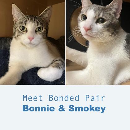 Smokey, Adoptable, Adult Male Domestic Short Hair & Domestic Short Hair.