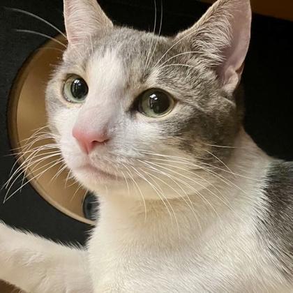 Enlarge Smokey, a Adoptable mixed breed in Burlington, WA image 2/2