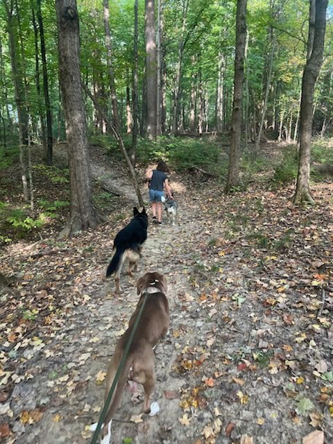 Koda, a Adoptable mixed breed in Loveland, OH image 1/2