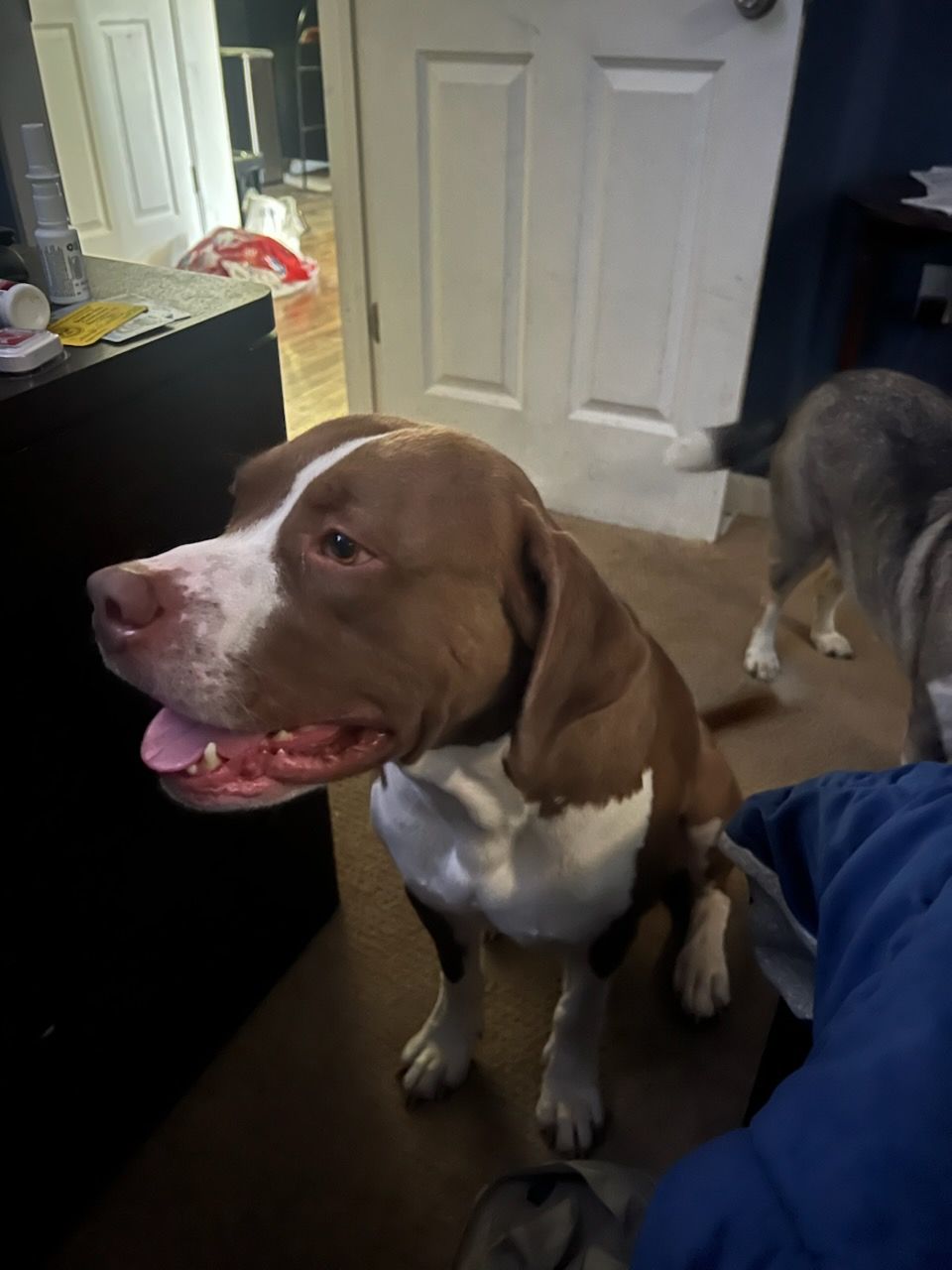 Koda, a Adoptable mixed breed in Loveland, OH image 2/2