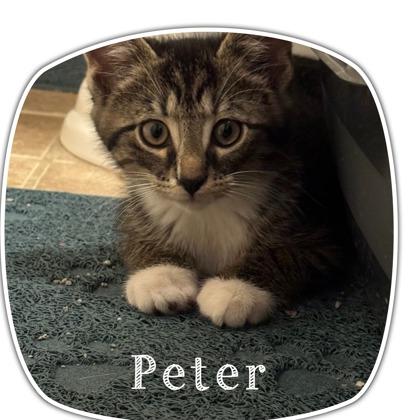 Enlarge Peter, a Adoptable mixed breed in Port Republic, MD image 1/1