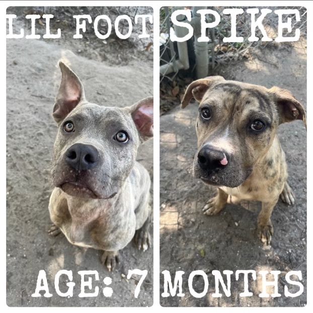 Little Foot and Spike, Adopted, Puppy Male Pit Bull Terrier.