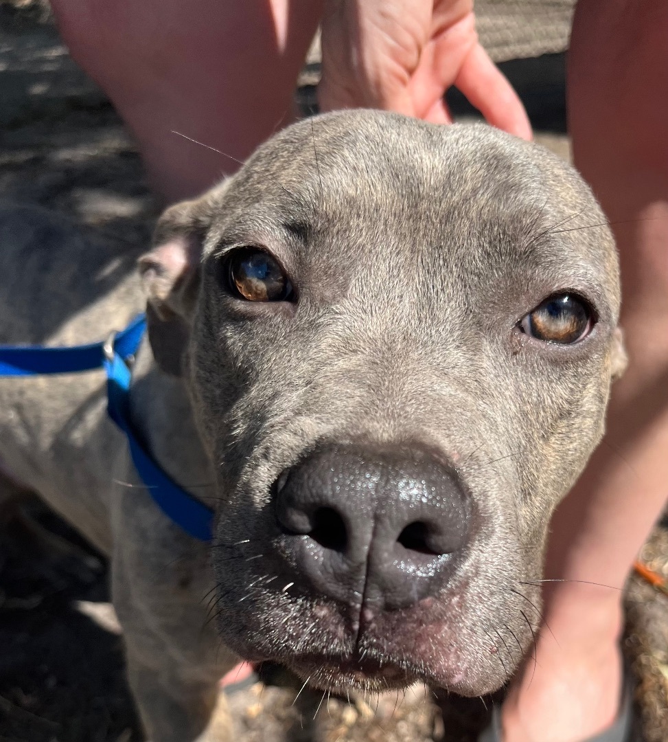 Enlarge Little Foot and Spike, a Adopted mixed breed in Fort Pierce, FL image 2/6