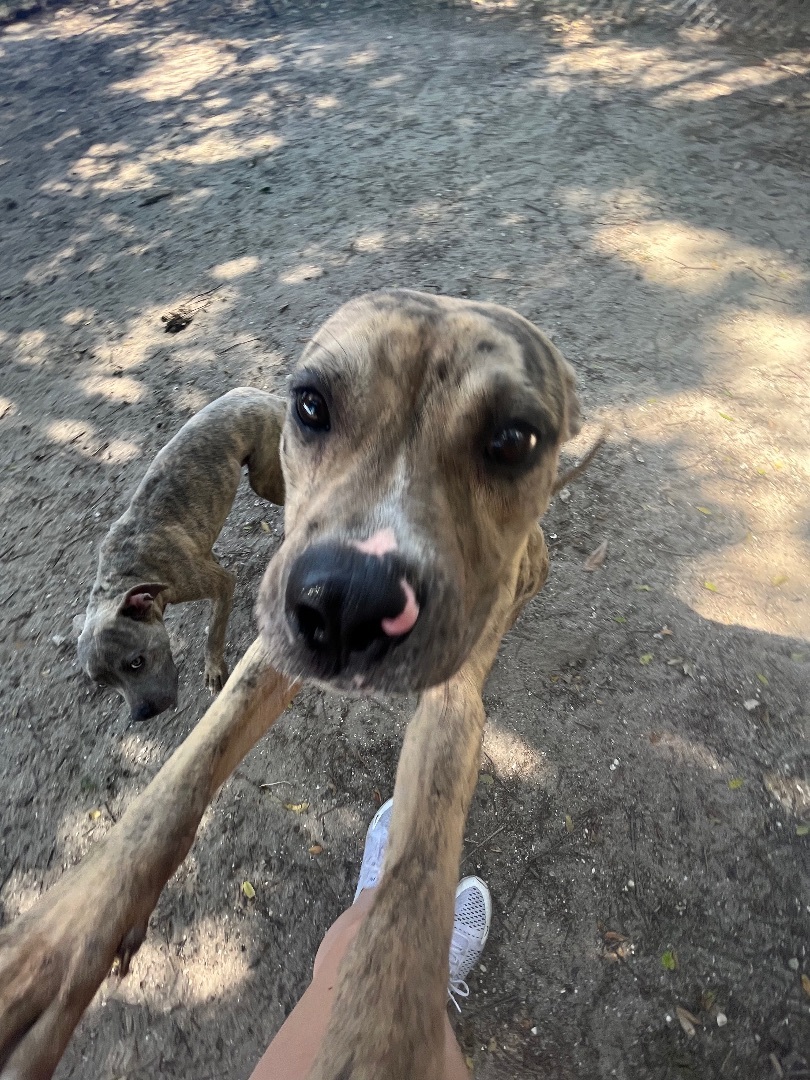 Enlarge Little Foot and Spike, a Adopted mixed breed in Fort Pierce, FL image 3/6