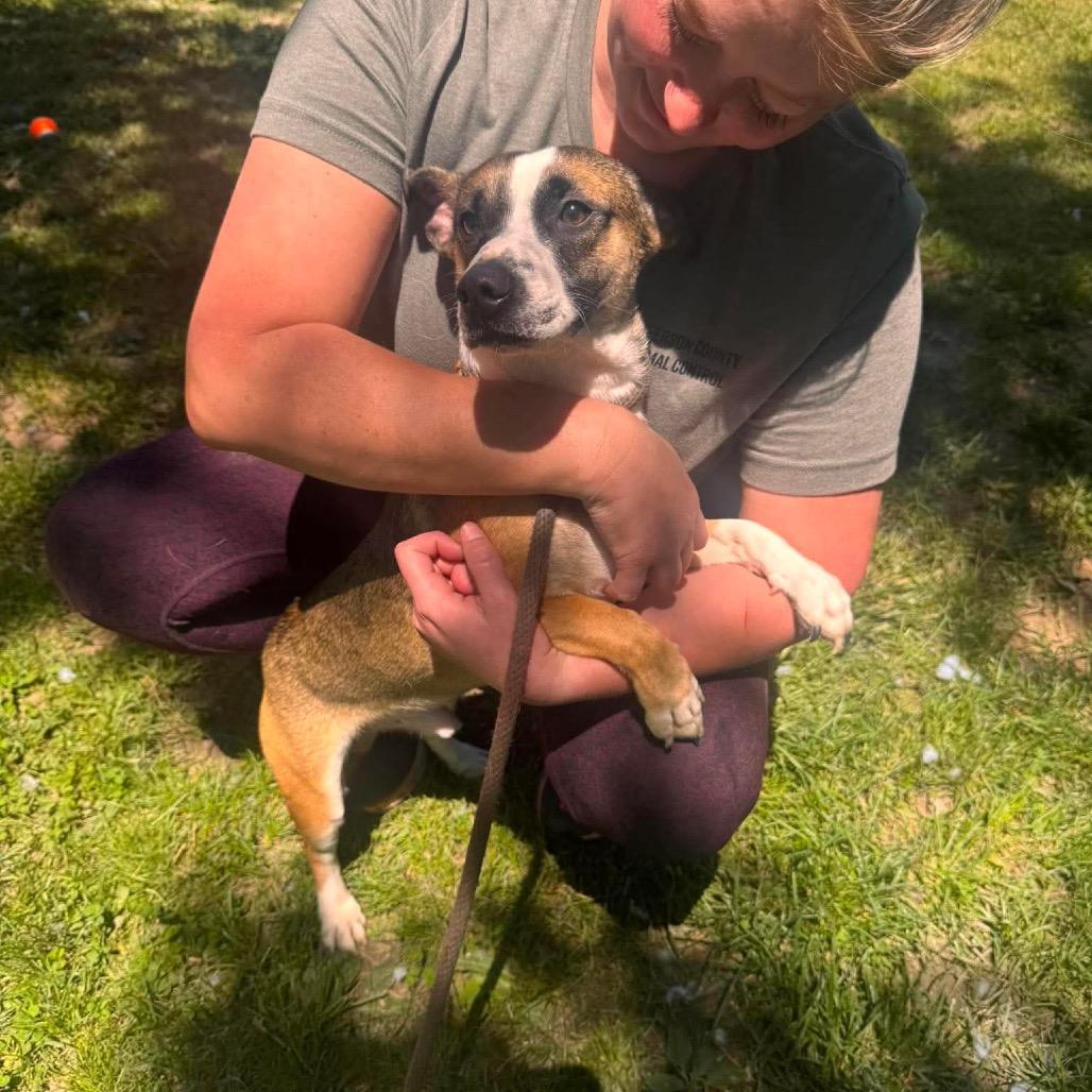 Maxwell, Adoptable, Adult Male Basset Hound & Corgi.