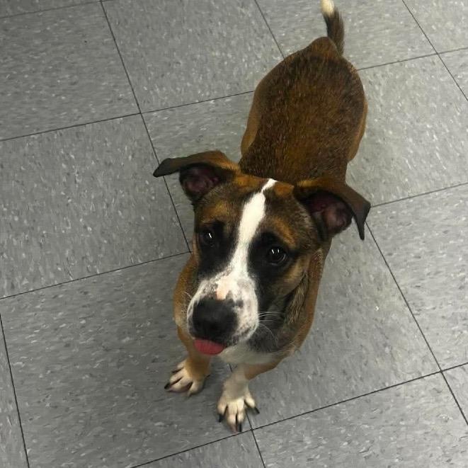 Enlarge Maxwell, a Adoptable mixed breed in Chillicothe, IL image 2/3