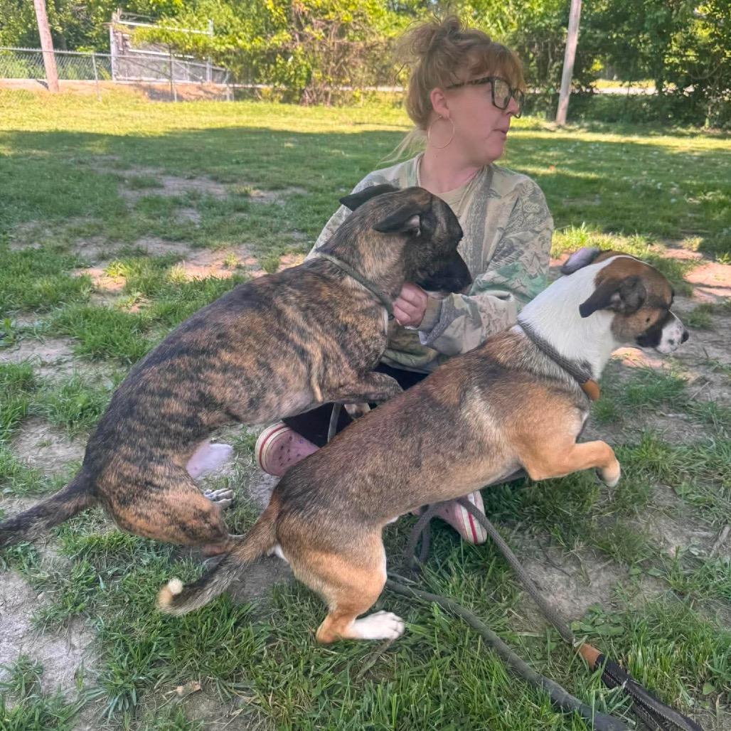 Enlarge Maxwell, a Adoptable mixed breed in Chillicothe, IL image 3/3