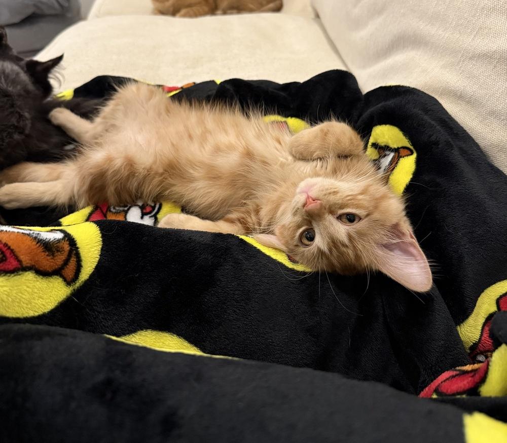 Toulouse, Adoptable, Kitten Male Domestic Long Hair & Tabby.