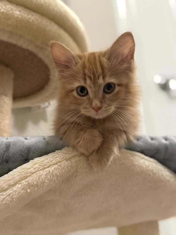 Enlarge Toulouse, a Adoptable mixed breed in Richardson, TX image 2/6