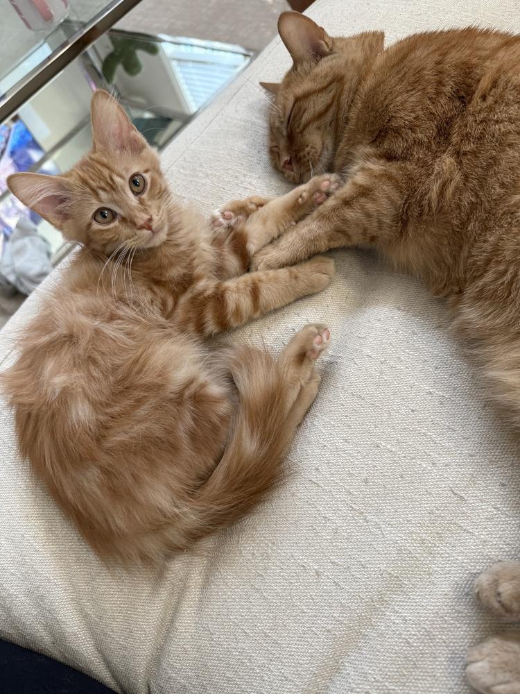 Enlarge Toulouse, a Adoptable mixed breed in Richardson, TX image 6/6