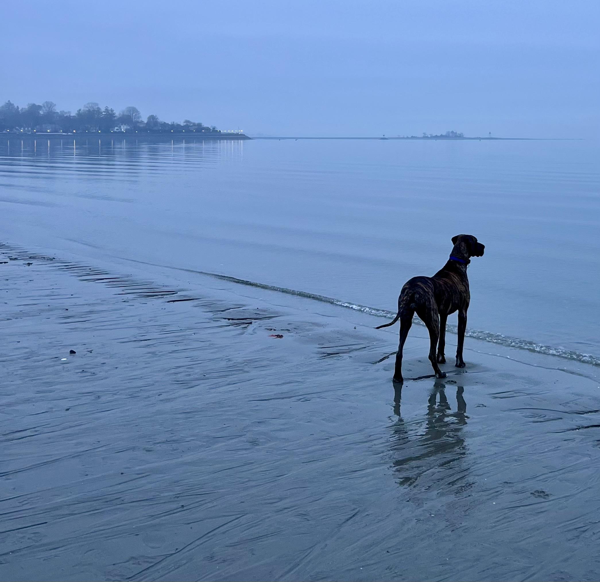 CharLee, a Adoptable Great Dane in El Segundo, CA image 1/6