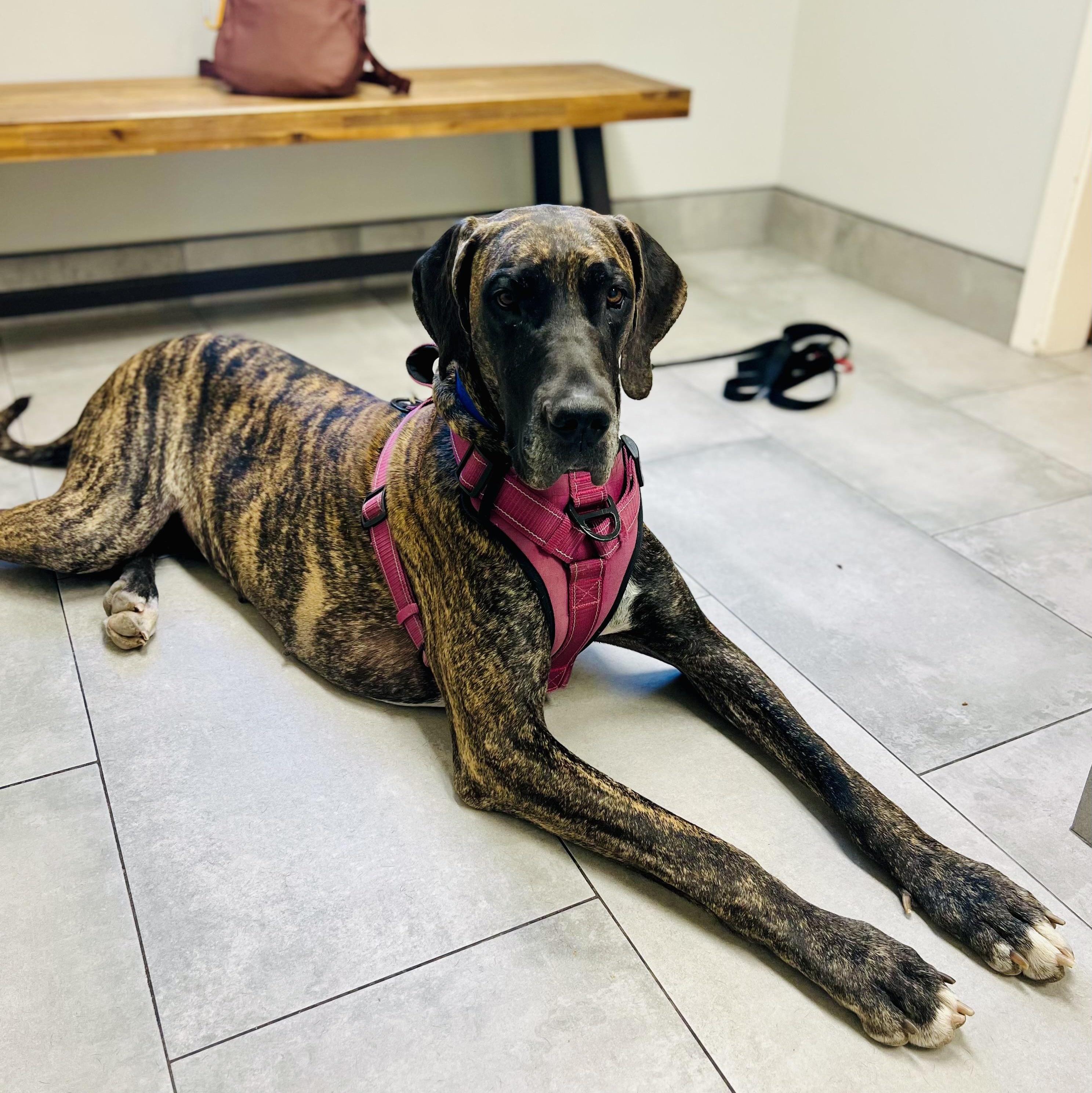 CharLee, a Adoptable Great Dane in El Segundo, CA image 3/6