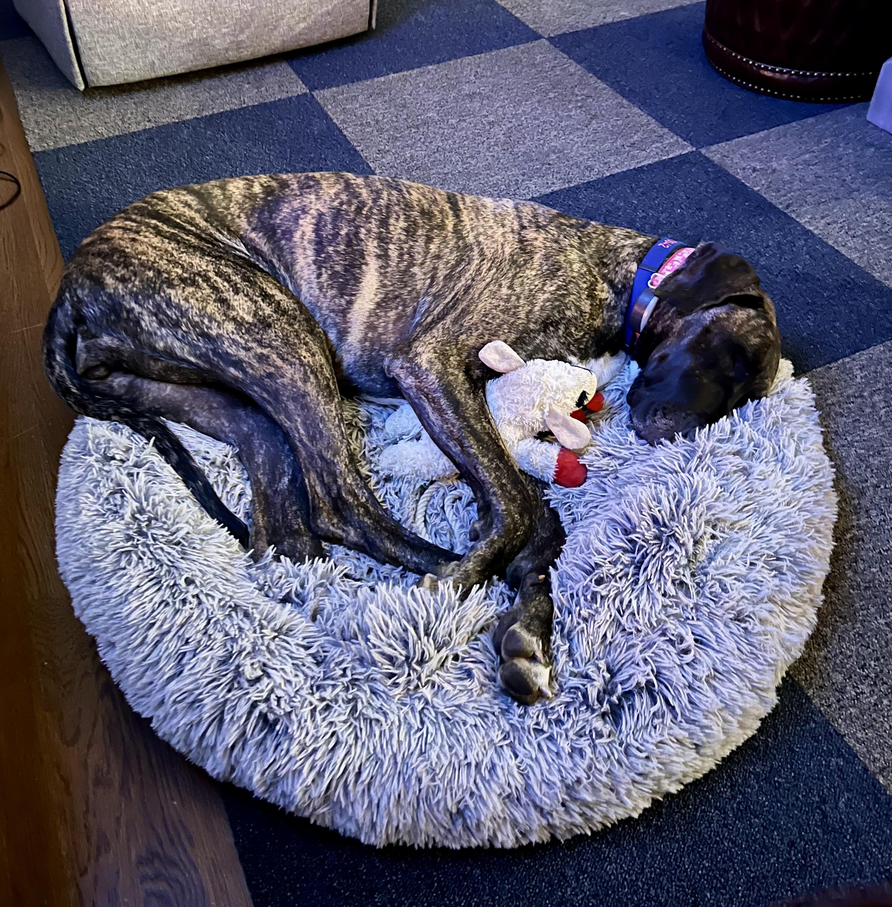 CharLee, Adoptable, Adult Female Great Dane.