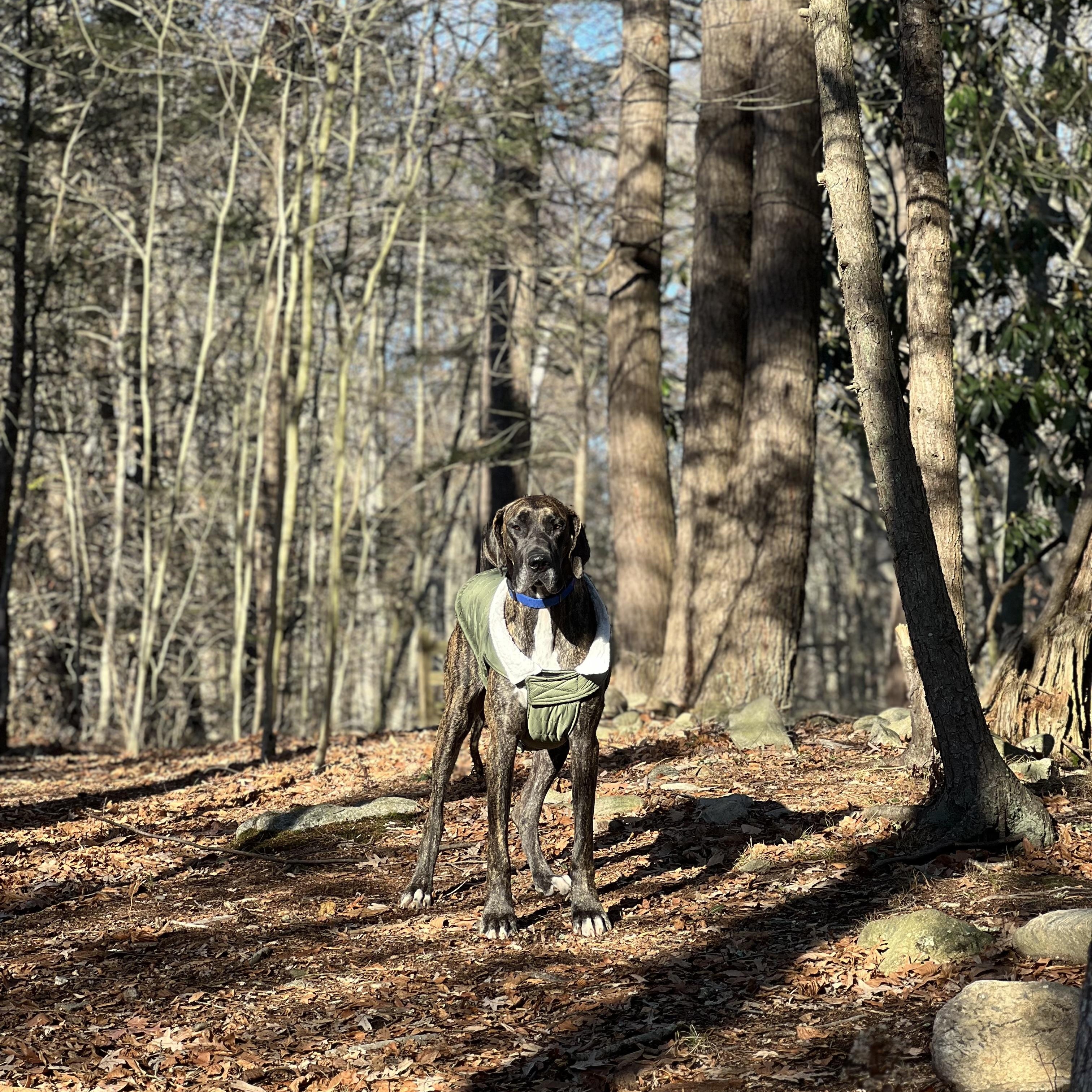 CharLee, a Adoptable Great Dane in El Segundo, CA image 5/6