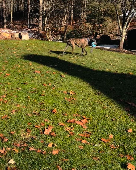 Enlarge CharLee, a Adoptable Great Dane in El Segundo, CA video 6/6