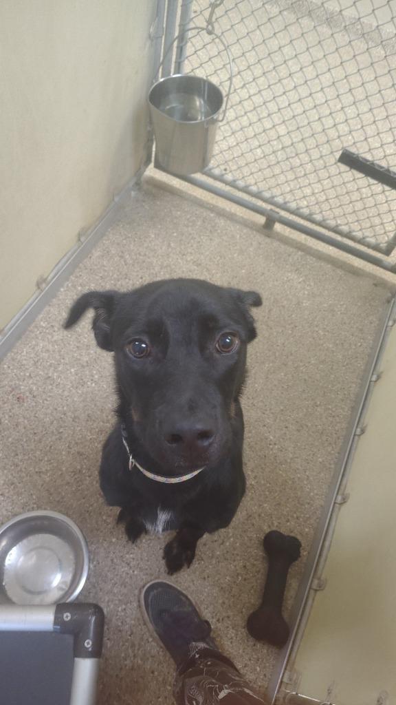 Buck, a Adoptable mixed breed in Great Bend, KS image 1/2