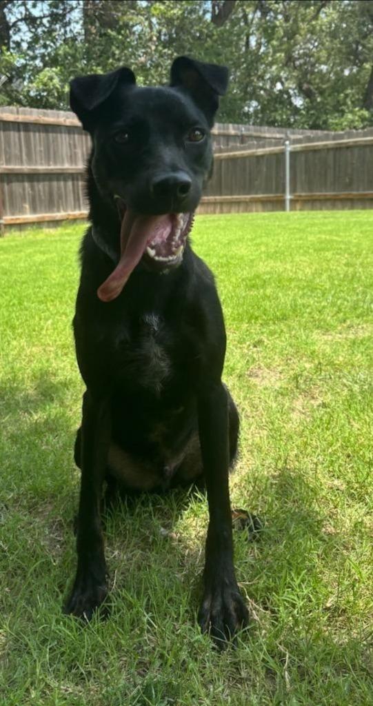 Buck, a Adoptable mixed breed in Great Bend, KS image 2/2