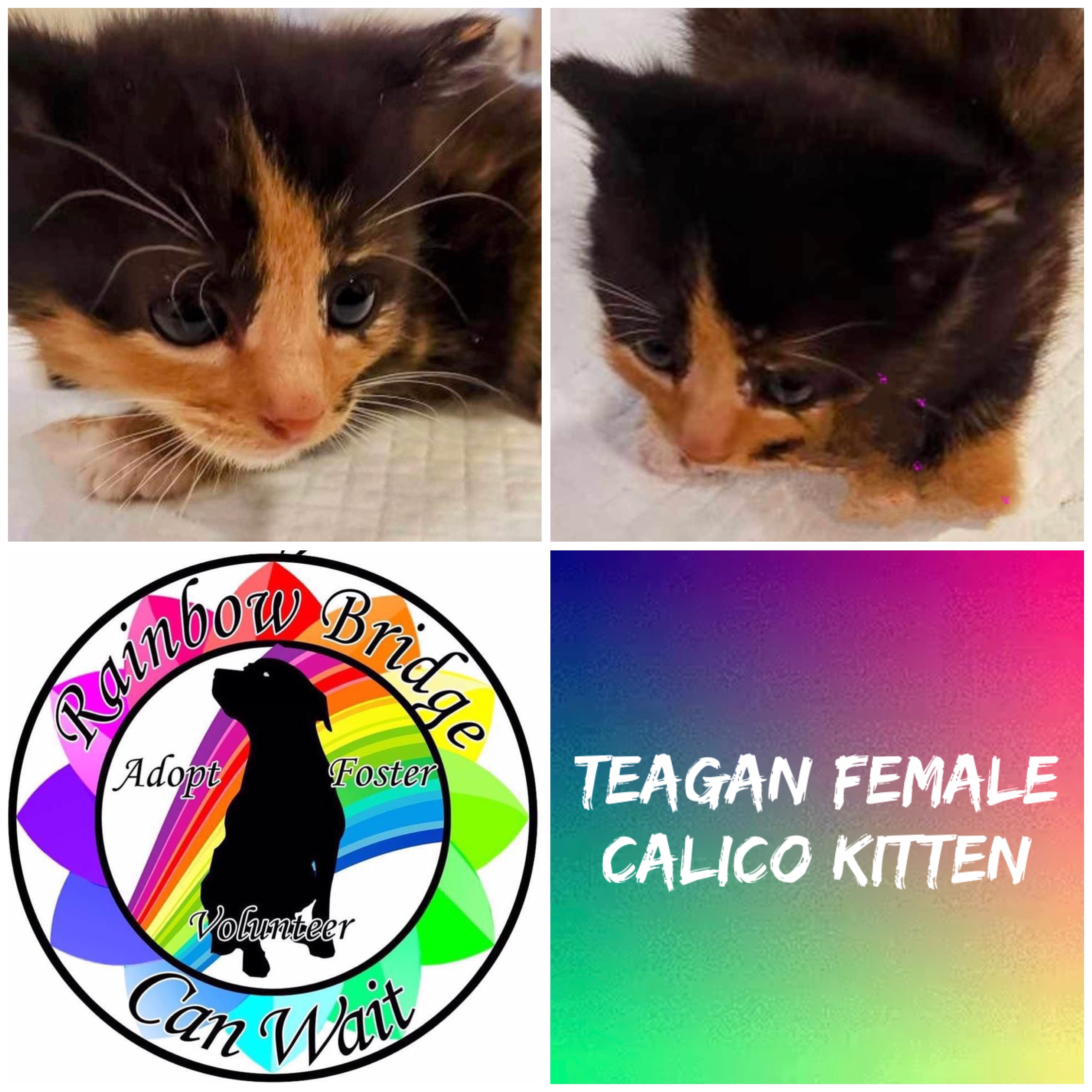 Teagan, an adopted Calico in Carnegie, OK_image-1