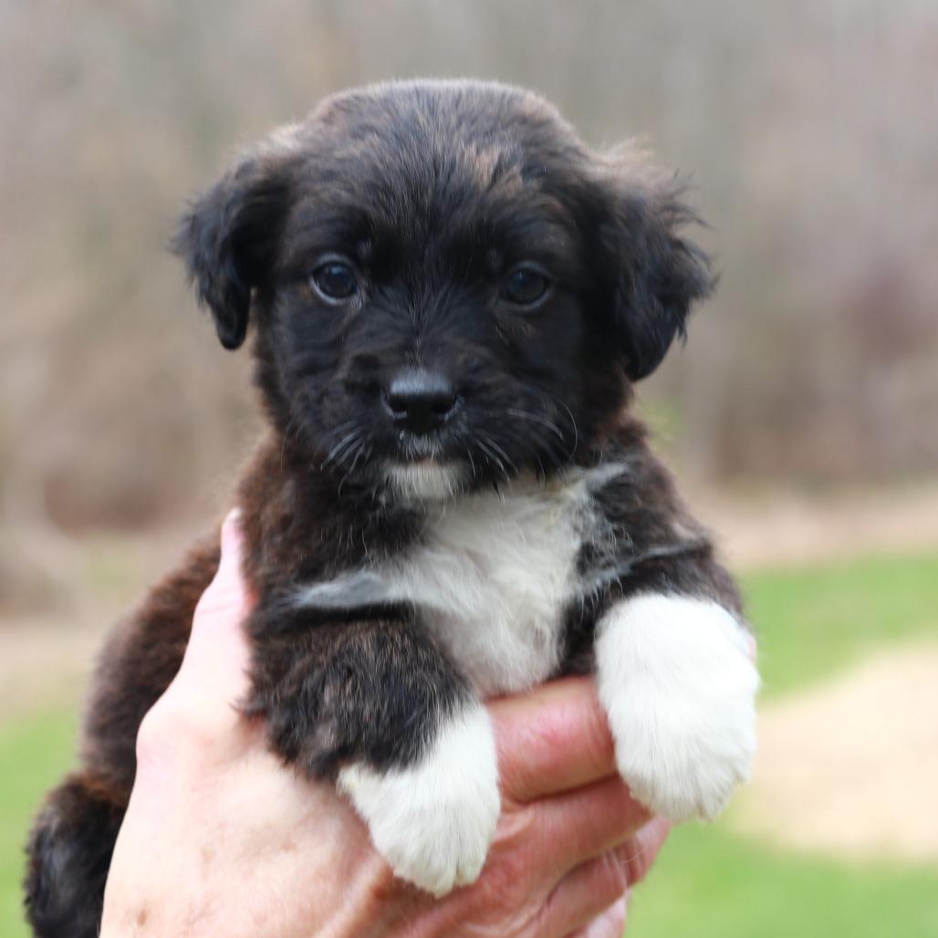 CT Ferrari avail Apr 25, Adoptable, Puppy Female Shepherd.
